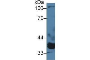 Western Blot; Sample: Porcine Heart lysate; Primary Ab: 2µg/ml Rabbit Anti-Human PPM1A Antibody Second Ab: 0.