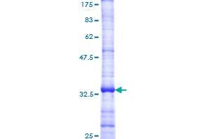 CXCR3 Protein (AA 121-220) (GST tag)