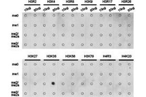 Dot-blot analysis of all sorts of methylation peptides using H3K36me2 antibody. (Histone 3 Antikörper  (H3K36me2))