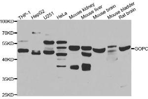 Western blot analysis of extracts of various cell lines, using GOPC antibody (ABIN5975587) at 1/1000 dilution. (GOPC Antikörper)