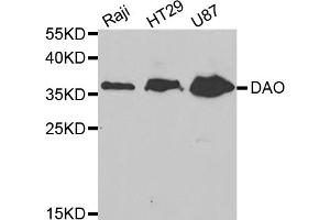 Western blot analysis of extracts of various cell lines, using DAO antibody (ABIN5973055) at 1/1000 dilution. (D Amino Acid Oxidase Antikörper)