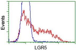 HEK293T cells transfected with either RC212825 overexpress plasmid (Red) or empty vector control plasmid (Blue) were immunostained by anti-LGR5 antibody (ABIN2454613), and then analyzed by flow cytometry. (LGR5 Antikörper  (AA 250-550))