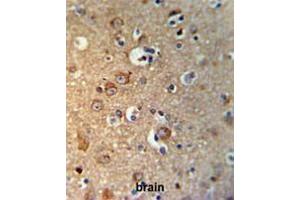 GPHN Antibody (Center) IHC analysis in formalin fixed and paraffin embedded brain tissue followed by peroxidase conjugation of the secondary antibody and DAB staining. (Gephyrin Antikörper  (Middle Region))