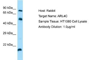 Host: Rabbit Target Name: ARL4C Sample Tissue: Human HT1080 Whole Cell Antibody Dilution: 1ug/ml