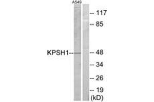 Western Blotting (WB) image for anti-Protein Serine Kinase H1 (PSKH1) (AA 261-310) antibody (ABIN2889391) (PSKH1 Antikörper  (AA 261-310))