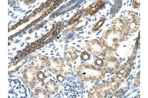 Cytokeratin 8 antibody was used for immunohistochemistry at a concentration of 4-8 ug/ml to stain Epithelial cells of renal tubule (arrows) in Human Kidney. (KRT8 Antikörper  (N-Term))