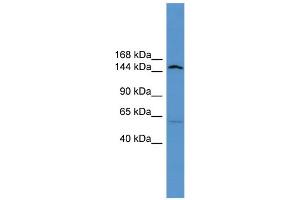 WB Suggested Anti-Atp10d Antibody Titration:  0. (ATP10D Antikörper  (Middle Region))