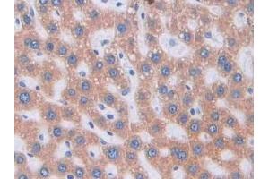 Immunohistochemistry (IHC) image for anti-Pannexin 1 (PANX1) (AA 77-260) antibody (ABIN7439189)