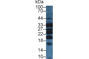 Detection of PRDX4 in Mouse Liver lysate using Polyclonal Antibody to Peroxiredoxin 4 (PRDX4) (Peroxiredoxin 4 Antikörper  (AA 14-258))