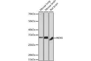 Western blot analysis of extracts of various cell lines, using NEK6 Rabbit mAb (ABIN7268916) at 1:1000 dilution. (NEK6 Antikörper)