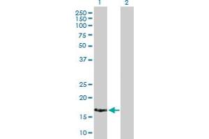 Western Blot analysis of XAGE2 expression in transfected 293T cell line by XAGE2 MaxPab polyclonal antibody. (XAGE2 Antikörper  (AA 1-111))
