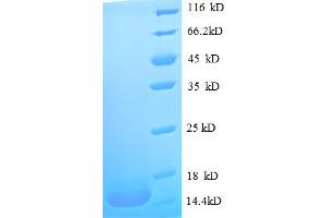 SDS-PAGE (SDS) image for Macrophage Migration Inhibitory Factor (Glycosylation-Inhibiting Factor) (MIF) (AA 2-115) protein (His tag) (ABIN5712502) (MIF Protein (AA 2-115) (His tag))