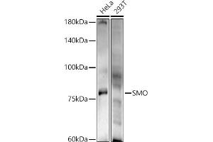 Western blot analysis of extracts of various cell lines, using SMO antibody (ABIN6130715, ABIN6148140, ABIN6148141 and ABIN6220185) at 1:500 dilution. (SMO Antikörper  (AA 554-787))
