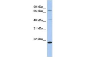 Western Blotting (WB) image for anti-Adenosylmethionine Decarboxylase 1 (AMD1) antibody (ABIN2463936) (AMD1 Antikörper)