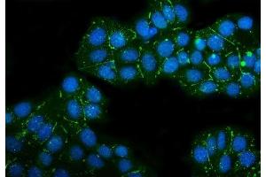 IF analysis of Claudin 3/CLDN3 using anti-Claudin 3/CLDN3 antibody (ABIN7599626). (Claudin 3 Antikörper  (AA 101-220))