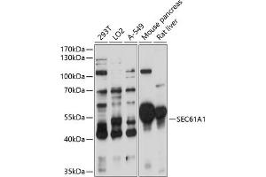 Western blot analysis of extracts of various cell lines, using SEC61 antibody (1658) at 1:3000 dilution. (SEC61A1 Antikörper  (AA 310-420))