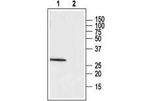 Western blot analysis of rat adrenal lysate: - 1. (MC2R Antikörper  (1st Extracellular Loop))