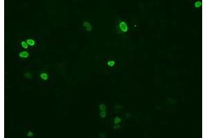 Anti-XRCC1 mouse monoclonal antibody (ABIN2453798) immunofluorescent staining of COS7 cells transiently transfected by pCMV6-ENTRY XRCC1 (RC204952). (XRCC1 Antikörper)