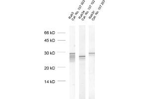 dilution: 1 : 1000, sample: crude synaptosomal fraction of rat brain (P2) (RAB3A Antikörper  (AA 154-227))
