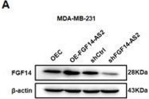 Western Blotting (WB) image for anti-Fibroblast Growth Factor 14 (FGF14) (AA 1-252) antibody (ABIN6140592)