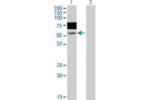 Western Blot analysis of WASF3 expression in transfected 293T cell line by WASF3 MaxPab polyclonal antibody.