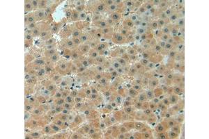 IHC-P analysis of liver tissue, with DAB staining. (Biglycan Antikörper  (AA 243-369))