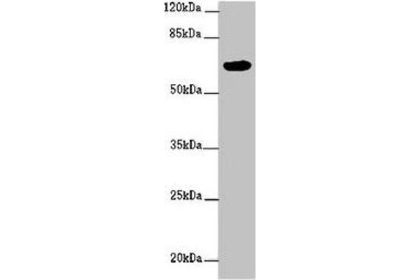 FBXW5 Antikörper  (AA 265-494)
