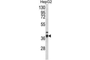 Western blot analysis of PECI Antibody (C-term) in HepG2 cell line lysates (35ug/lane). (PECI/ECI2 Antikörper  (C-Term))