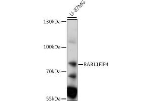 Western blot analysis of extracts of U-87MG cells, using RFIP4 antibody (ABIN7269788) at 1:1000 dilution. (RAB11FIP4 Antikörper  (AA 338-637))