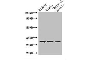 Western Blot Positive WB detected in: Mouse kidney tissue, Mouse brain tissue, Mouse skeletal muscle tissue All lanes: PLD6 antibody at 2. (PLD6 Antikörper  (AA 1-252))