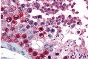 Human Testis (formalin-fixed, paraffin-embedded) stained with ATF7 antibody ABIN351459 at 3. (ATF7 Antikörper  (AA 482-494))