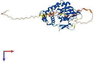 Heparan Sulfate (Glucosamine) 3-O-Sulfotransferase 6 (HS3ST6) (AA 1-342) protein (His tag)