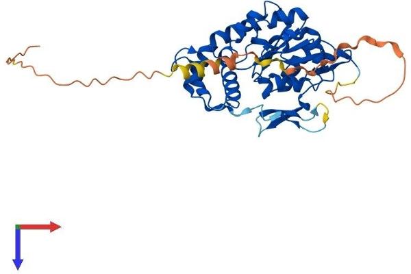 Heparan Sulfate (Glucosamine) 3-O-Sulfotransferase 6 (HS3ST6) (AA 1-342) protein (His tag)
