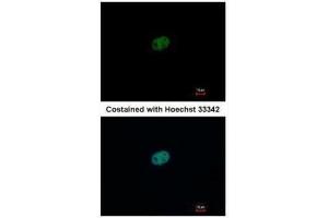 ICC/IF Image Immunofluorescence analysis of paraformaldehyde-fixed HeLa, using RFC2, antibody at 1:500 dilution. (RFC2 Antikörper)