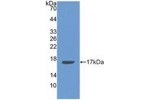Detection of Recombinant ANXA3, Human using Polyclonal Antibody to Annexin A3 (ANXA3) (Annexin A3 Antikörper  (AA 26-160))
