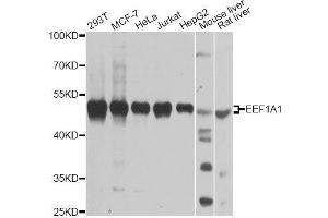 Western blot analysis of extracts of various cell lines, using EEF1A1 antibody. (eEF1A1 Antikörper  (AA 123-462))