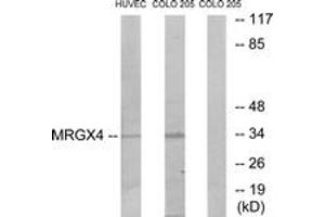 Western Blotting (WB) image for anti-MAS-Related GPR, Member X4 (MRGPRX4) (AA 271-320) antibody (ABIN2890900) (MRGPRX4 Antikörper  (AA 271-320))