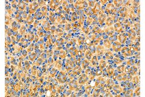 ABIN6259797 and ABIN6277038 at 1/100 staining Mouse kidney tissue by IHC-P. (ADH5 Antikörper  (C-Term))