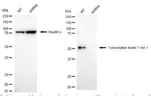 Western blotting analysis using Transcription factor 7 like 1 antibody (ABIN7800588). (Rekombinanter TCF7L1 Antikörper)