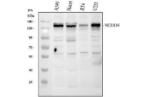 Western blot analysis of NEDD4 using anti-NEDD4 antibody (ABIN5693309).