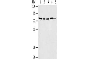 Gel: 6 % SDS-PAGE, Lysate: 40 μg, Lane 1-5: 293T cells, Raw264.