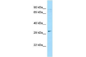 WB Suggested Anti-C9orf24 Antibody Titration: 1.