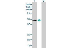 Western Blot analysis of AP4M1 expression in transfected 293T cell line by AP4M1 MaxPab polyclonal antibody. (AP4M1 Antikörper  (AA 1-453))