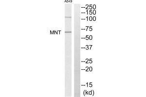 Western blot analysis of extracts from A549 cells, using MNT antibody. (MNT Antikörper  (Internal Region))