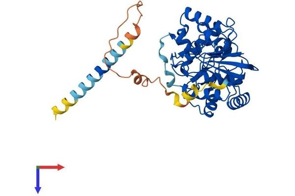 ST8SIA3 Protein (AA 1-380) (His tag)