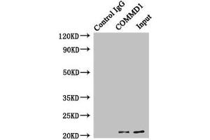 Western Blotting (WB) image for anti-Copper Metabolism (Murr1) Domain Containing 1 (COMMD1) (AA 1-190) antibody (ABIN7148298)