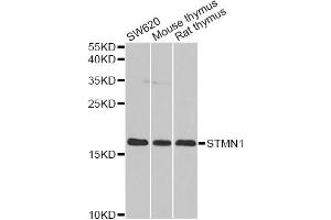 Western blot analysis of extracts of various cell lines, using STMN1 antibody (ABIN1874979) at 1:1000 dilution. (Stathmin 1 Antikörper)