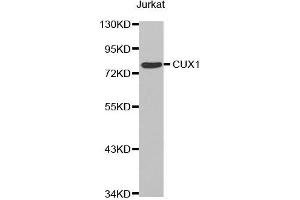 Western blot analysis of extracts of Jurkat cell line, using CUX1 antibody. (CUX1 Antikörper  (AA 1-280))