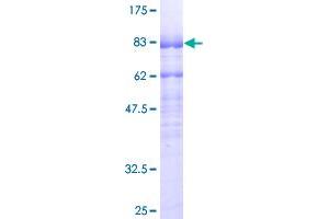 MEF2A Protein (AA 1-499) (GST tag)