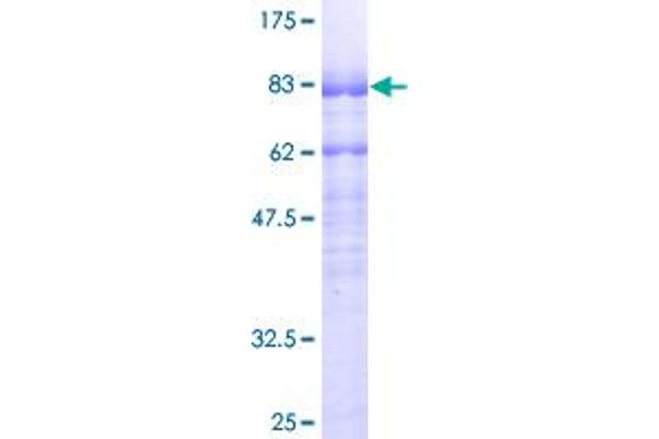 MEF2A Protein (AA 1-499) (GST tag)